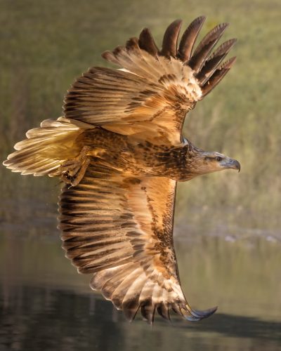 Young Sea Eagle
